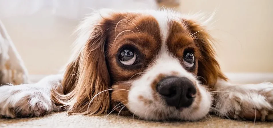 Scopri come contare l'età del cane